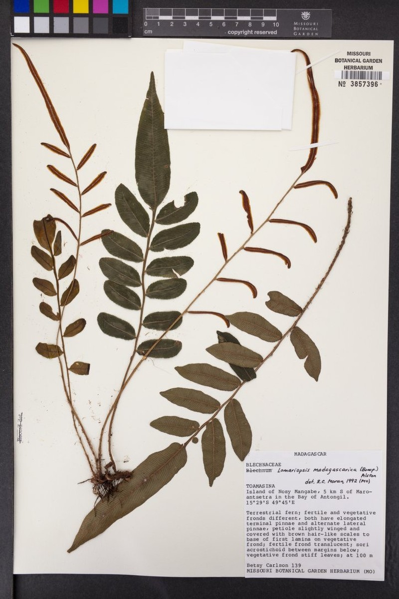 Lomariopsis madagascarica photo 2