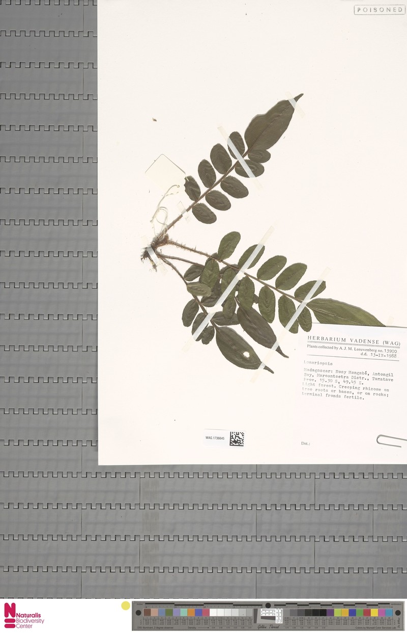 Lomariopsis madagascarica photo 3
