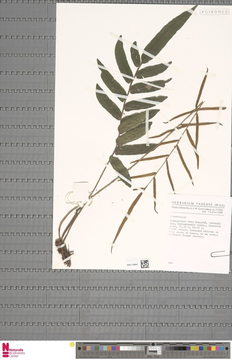 Lomariopsis madagascarica photo 4