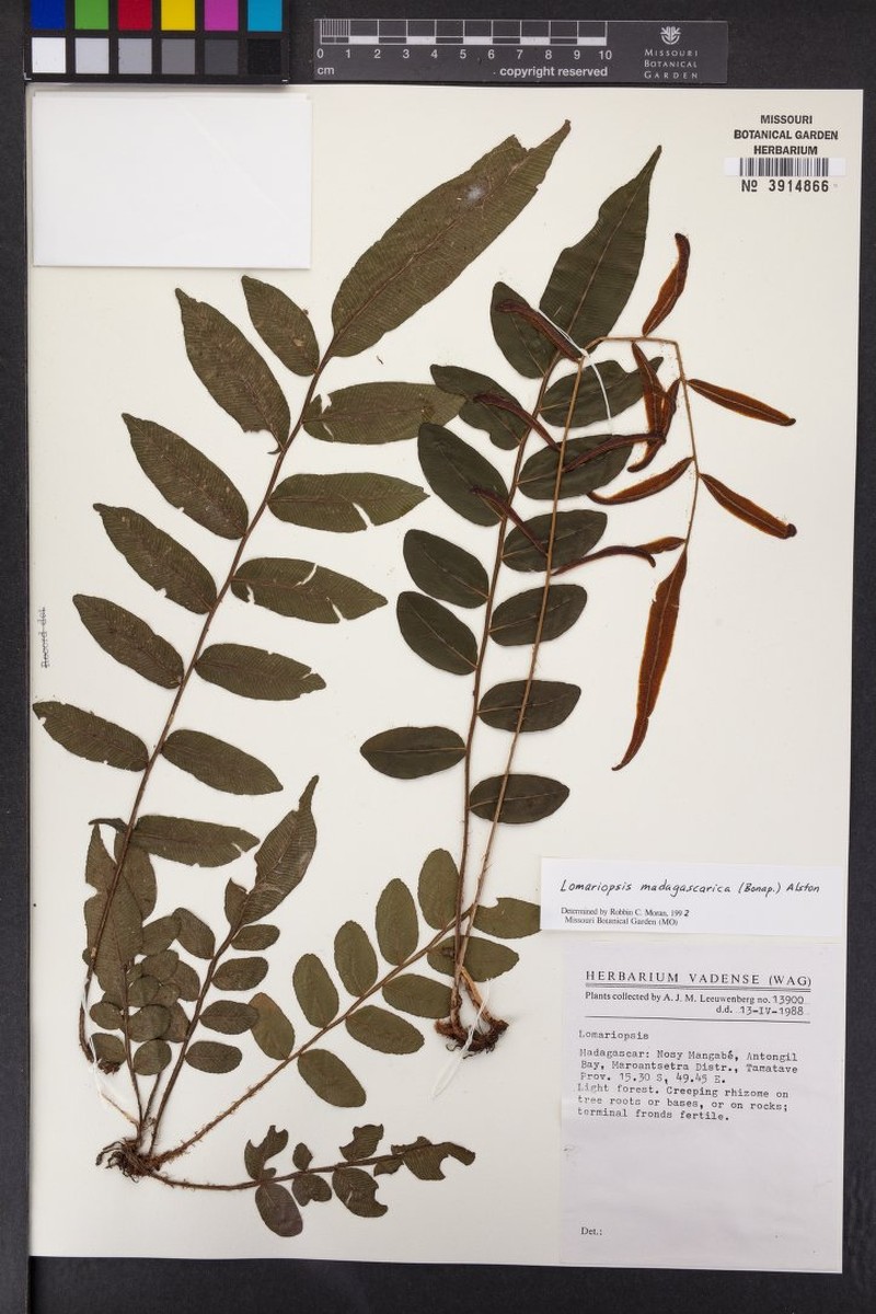 Lomariopsis madagascarica photo 5