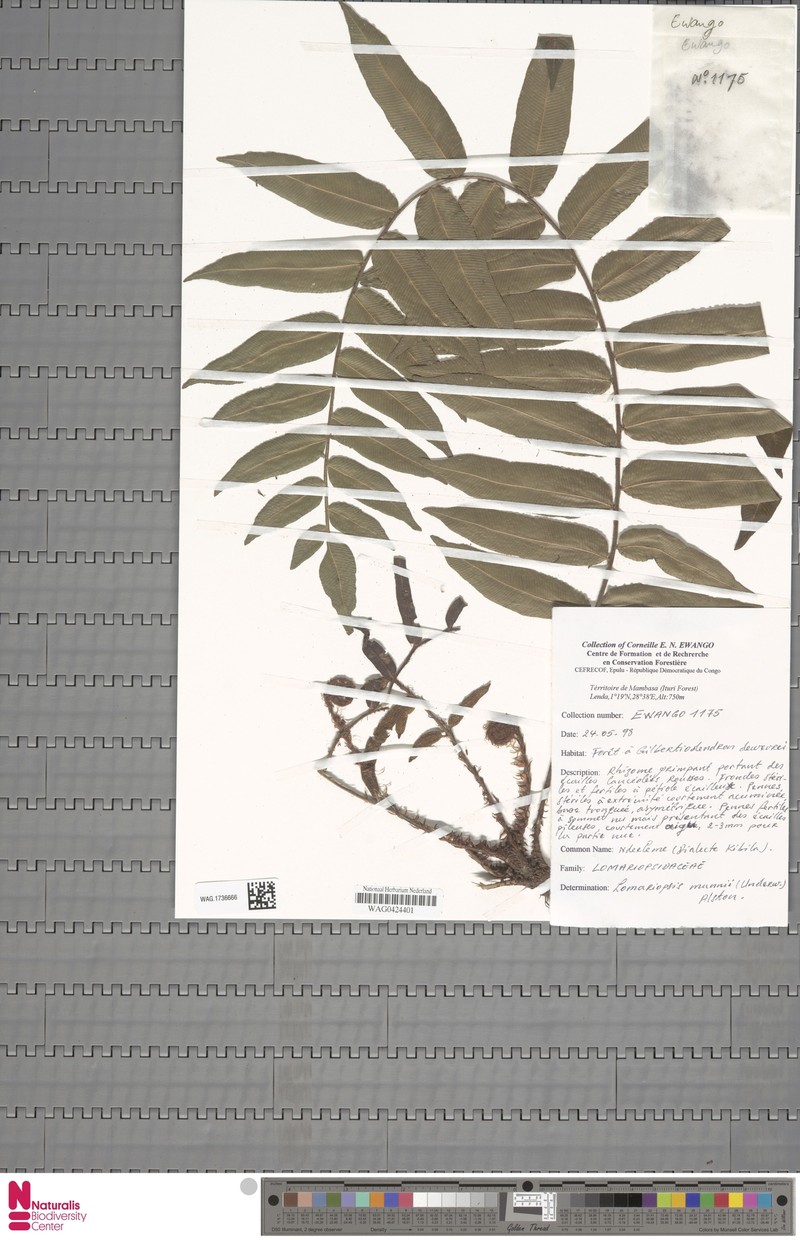 Lomariopsis mannii