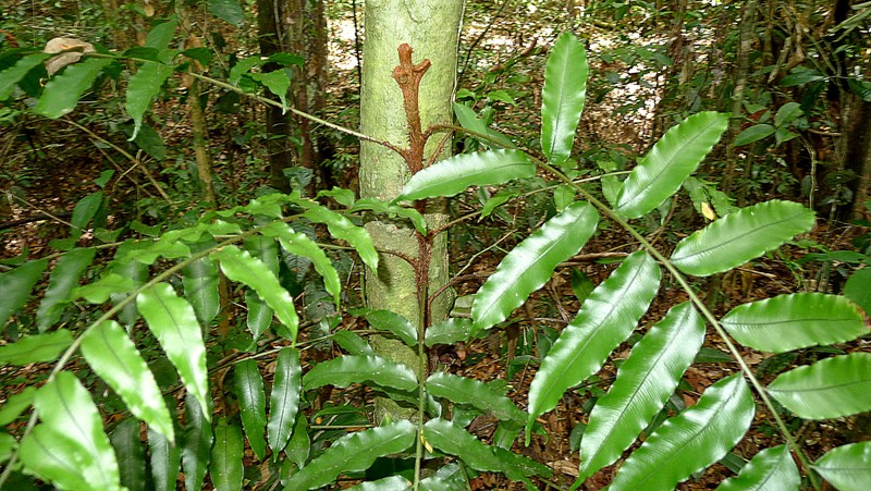 Lomariopsis marginata