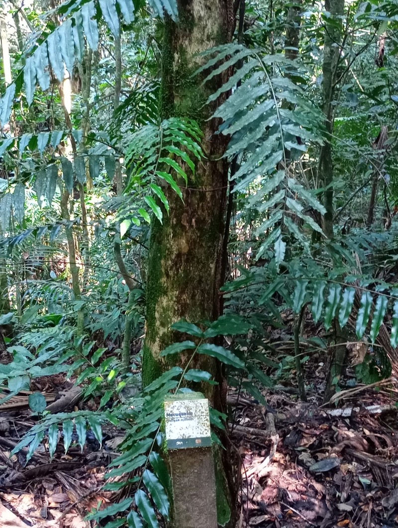 Lomariopsis marginata photo 3