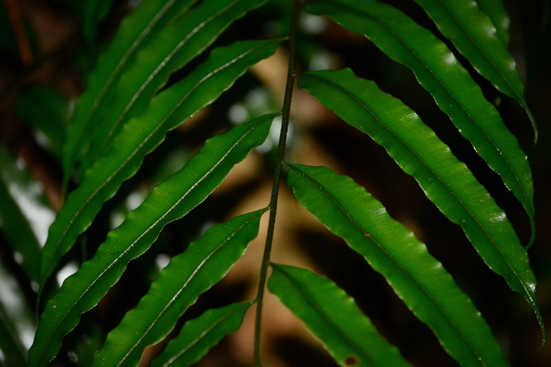 Lomariopsis marginata photo 4