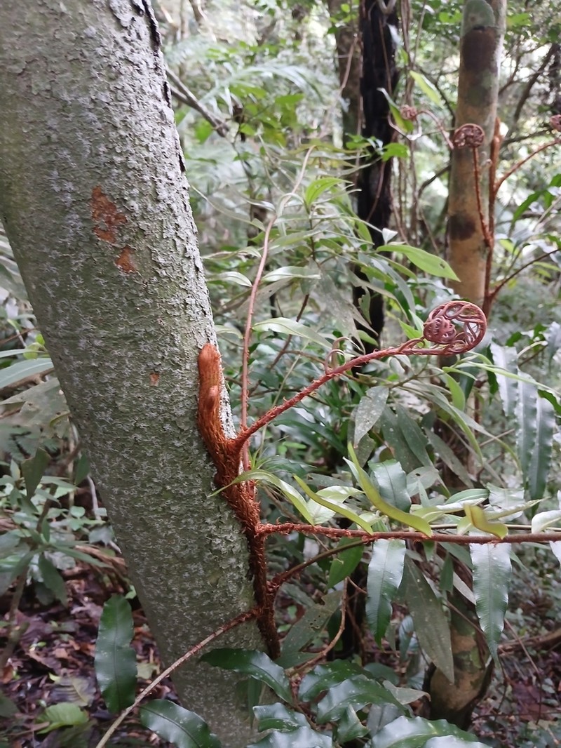 Lomariopsis marginata photo 5