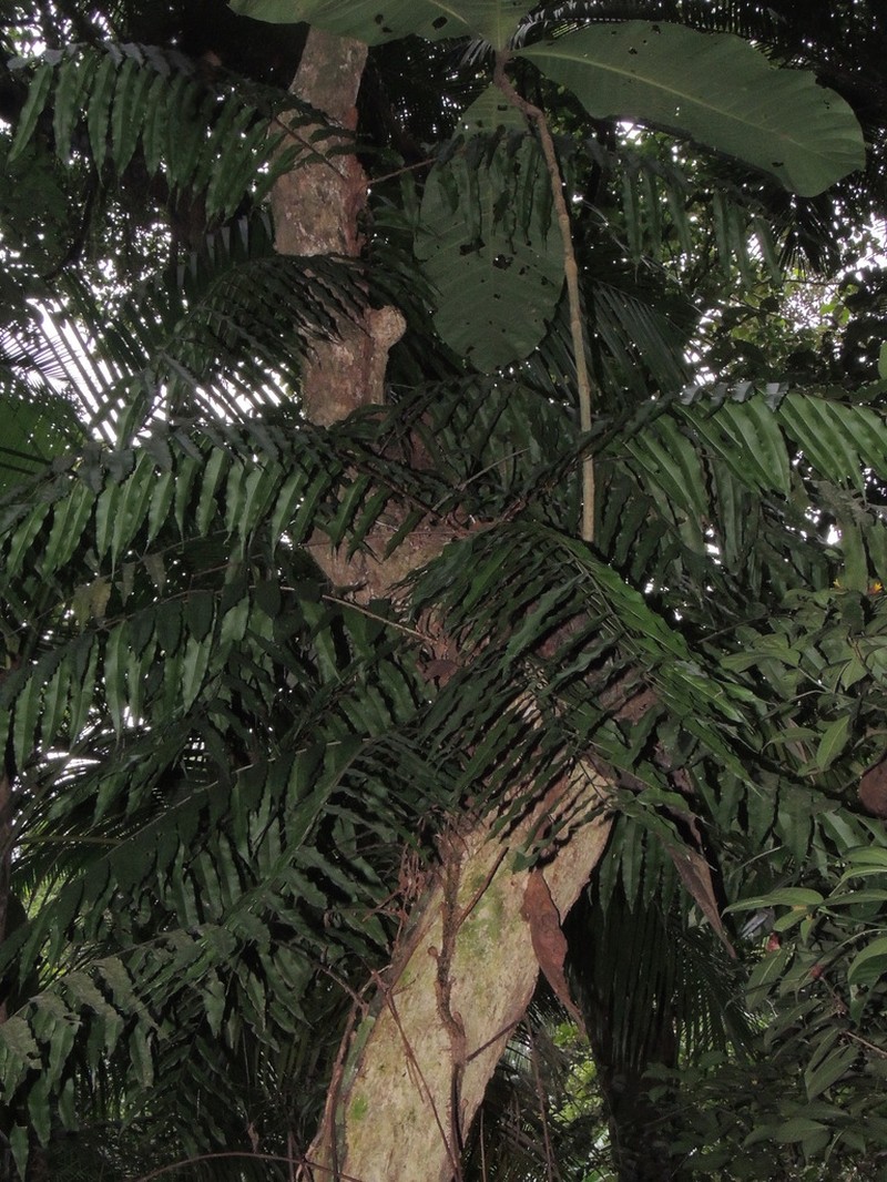 Lomariopsis marginata photo 6