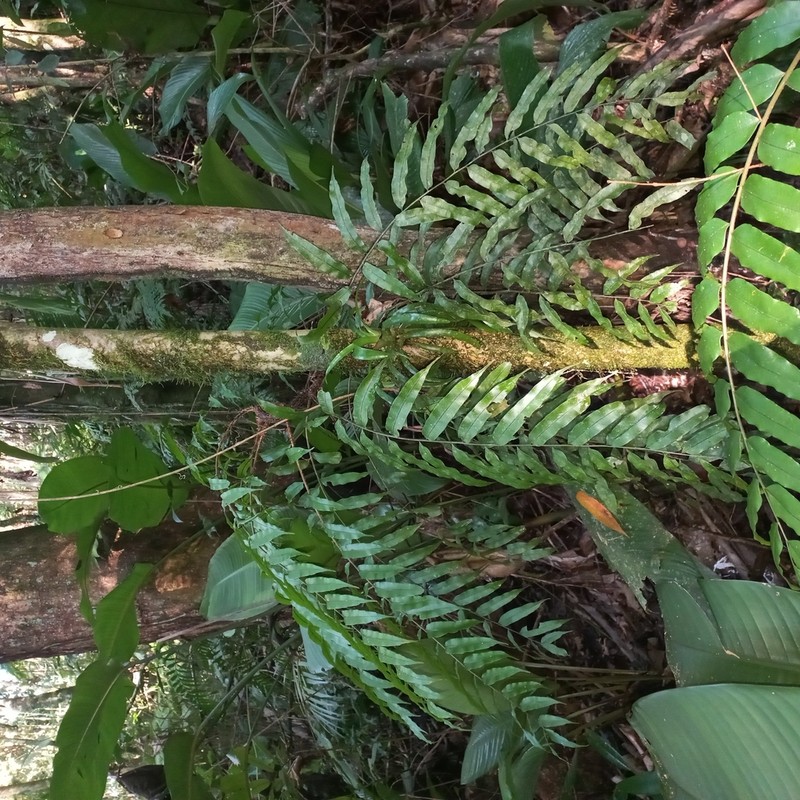 Lomariopsis marginata photo 7