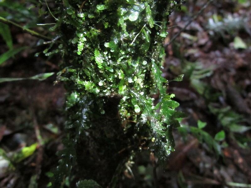 Lomariopsis maxonii photo 2