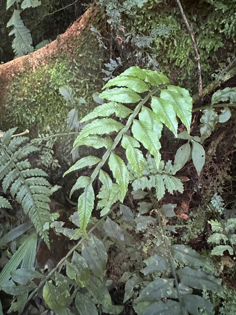 Lomariopsis maxonii photo 3