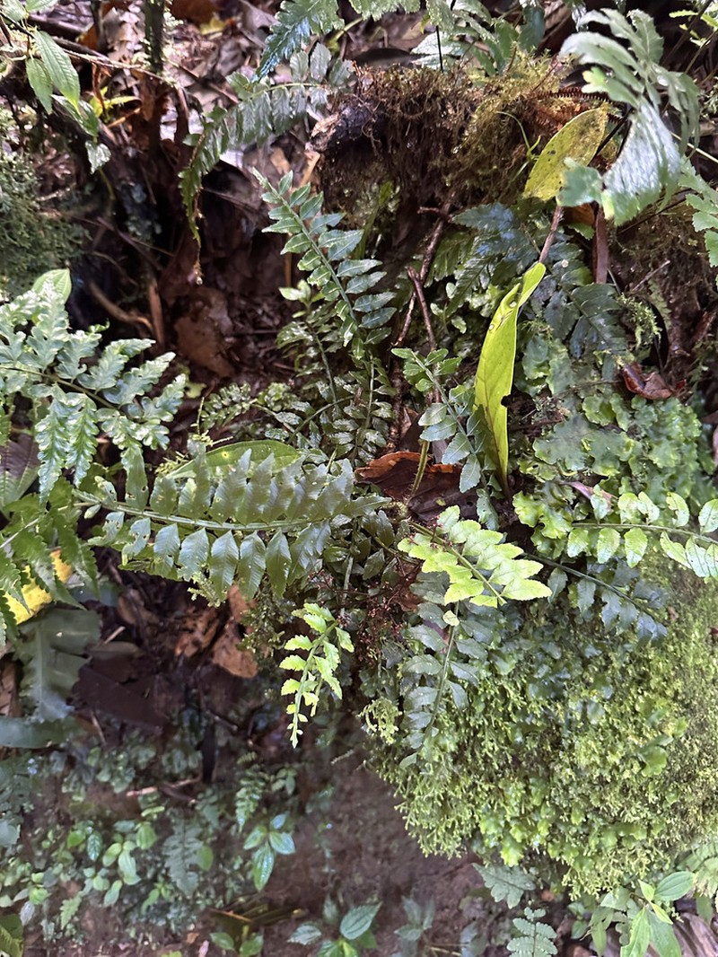 Lomariopsis maxonii photo 4