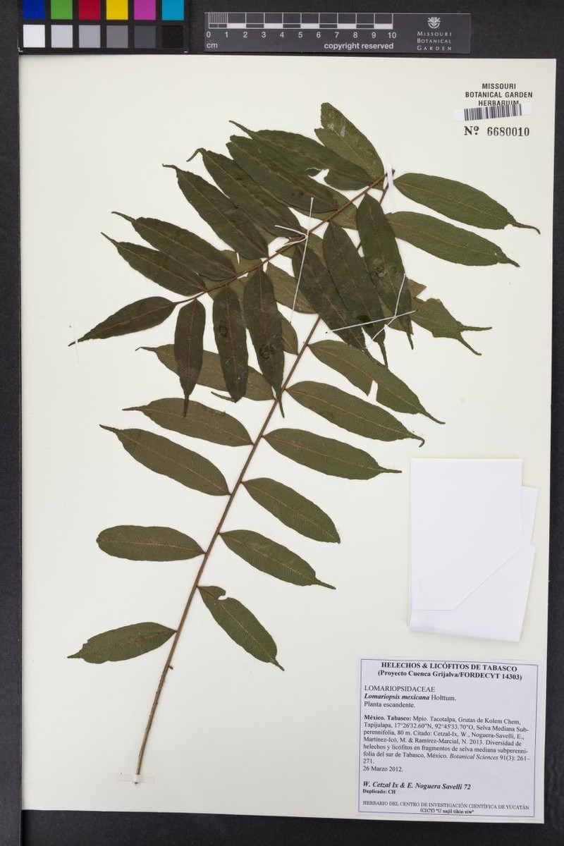 Lomariopsis mexicana