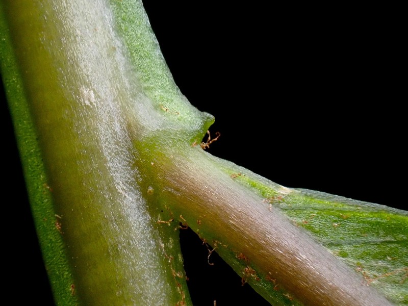 Lomariopsis moorei