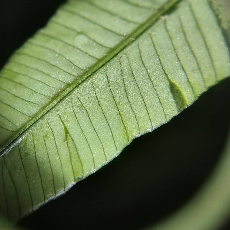 Lomariopsis moorei photo 2