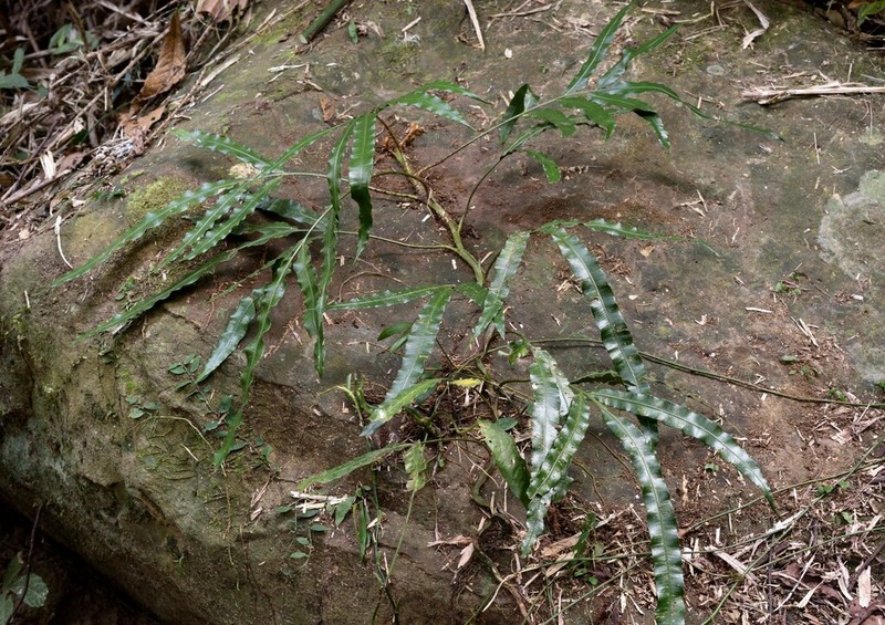 Lomariopsis moorei photo 3