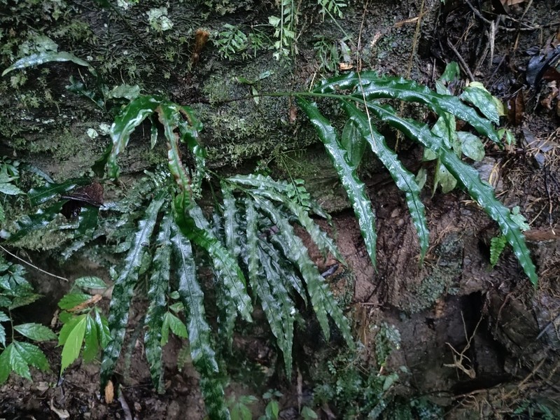 Lomariopsis moorei photo 6