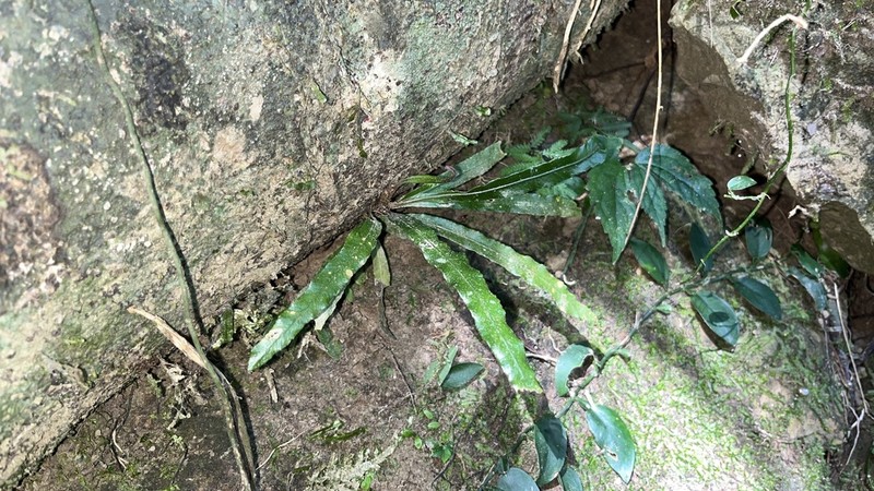 Lomariopsis moorei photo 8