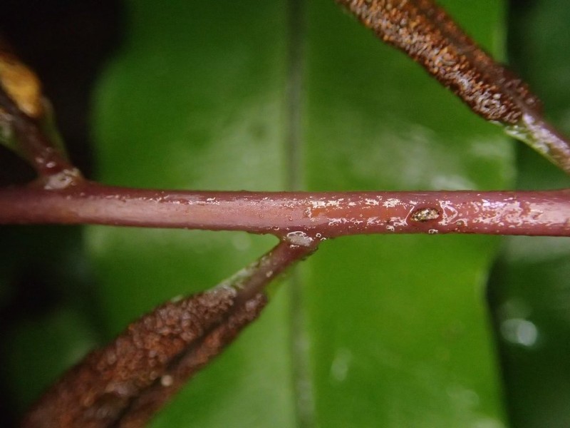 Lomariopsis muriculata