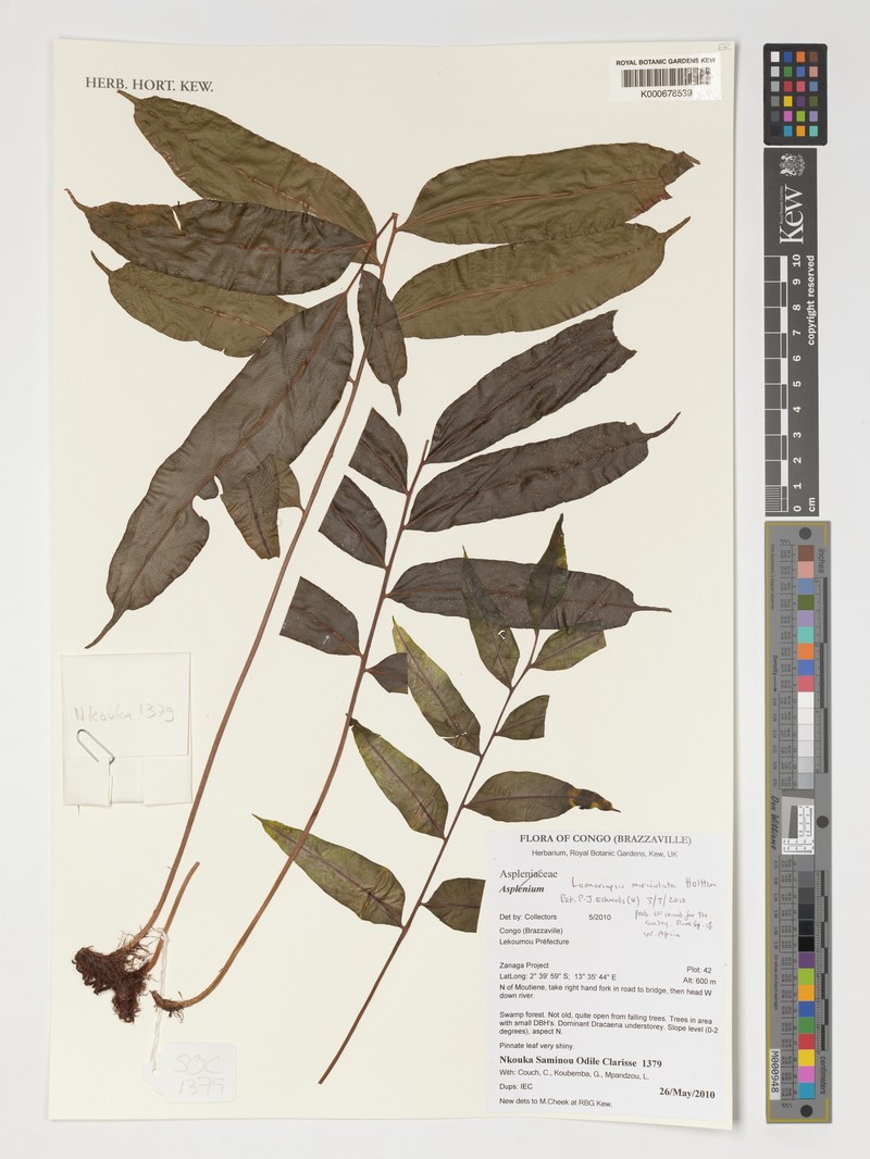 Lomariopsis muriculata photo 2