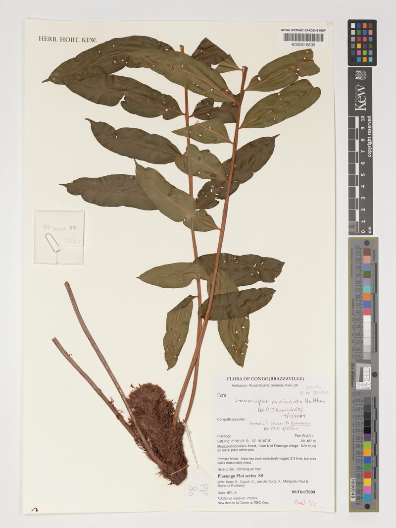 Lomariopsis muriculata photo 3