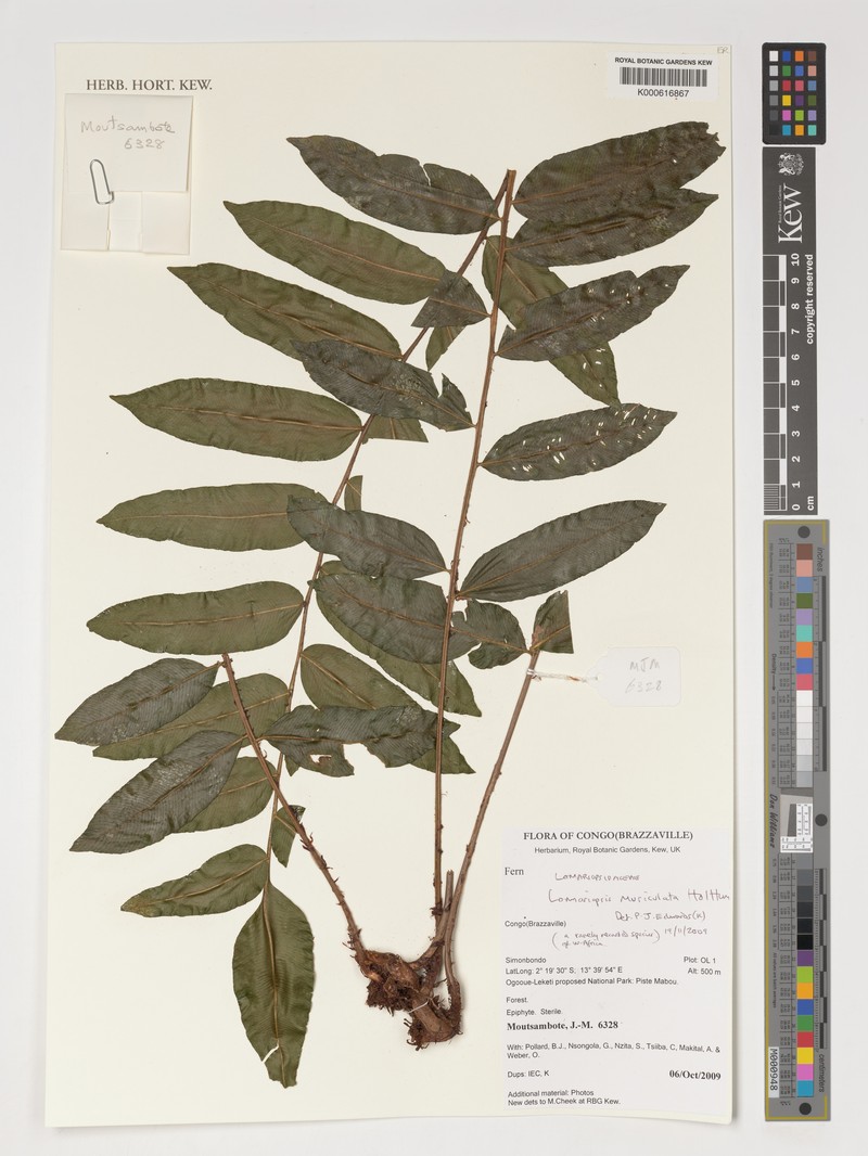 Lomariopsis muriculata photo 4
