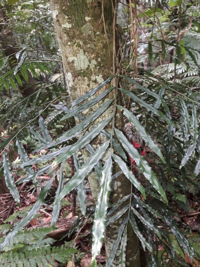 Lomariopsis novae-caledoniae
