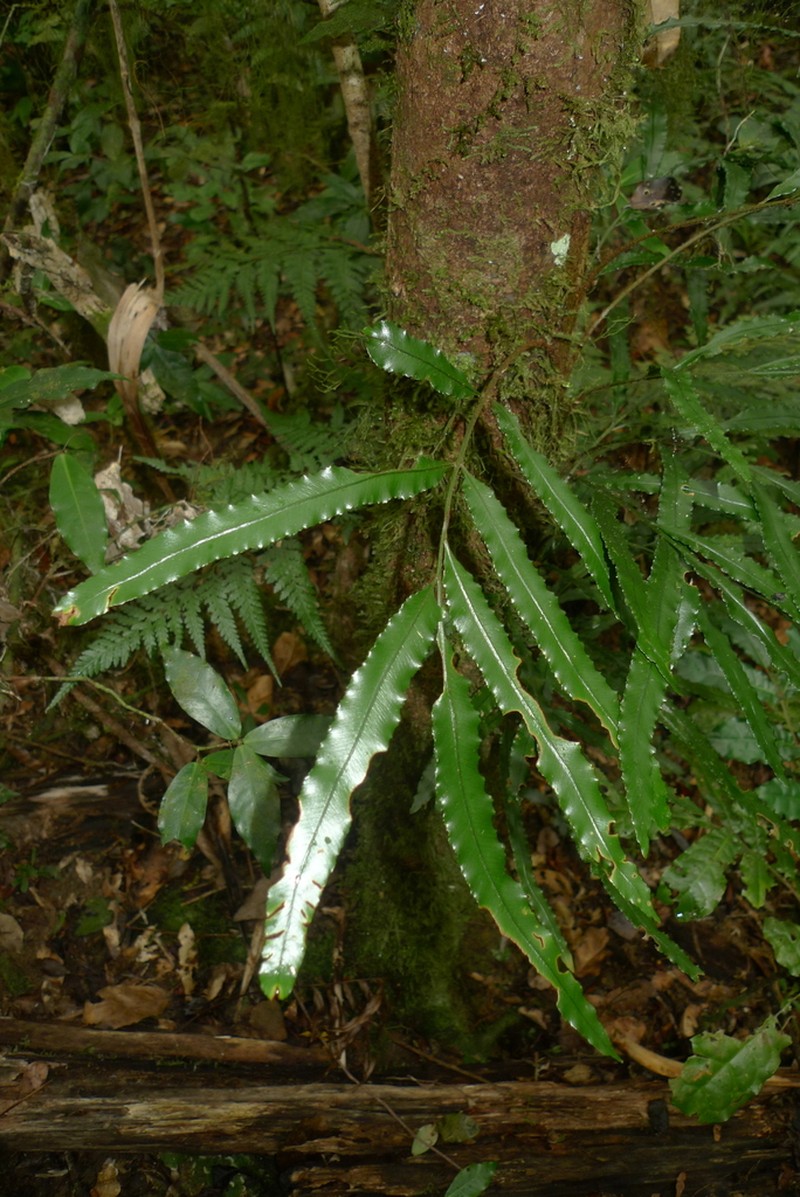 Lomariopsis novae-caledoniae photo 2
