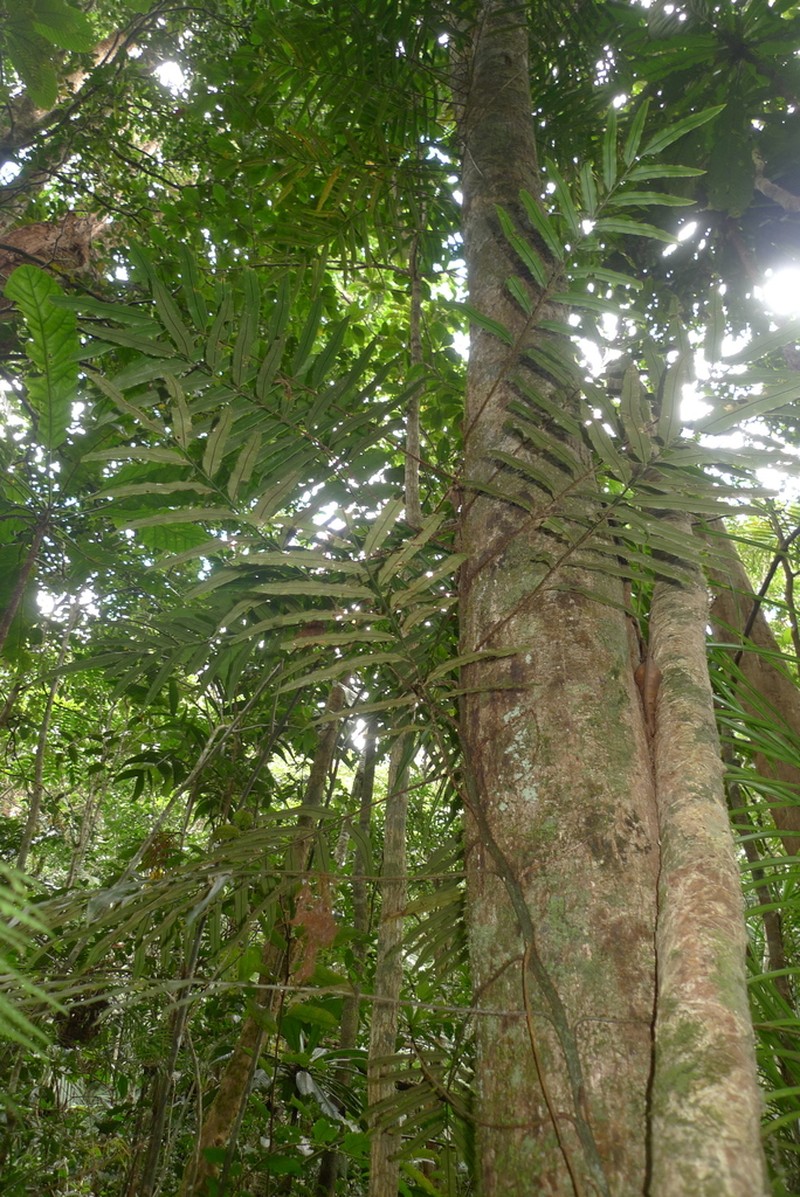 Lomariopsis novae-caledoniae photo 3