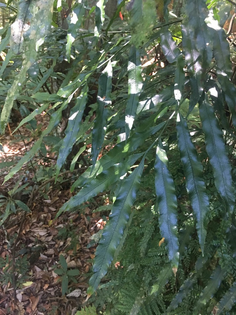 Lomariopsis novae-caledoniae photo 4