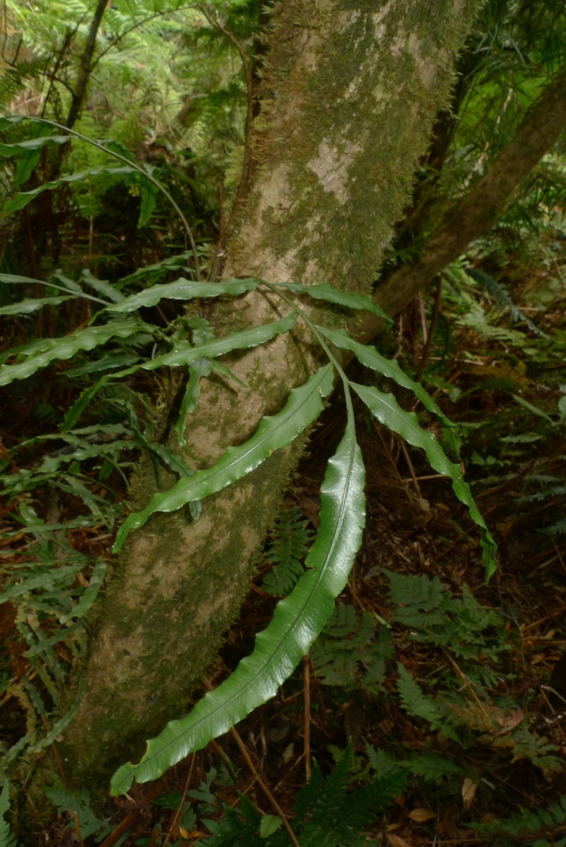 Lomariopsis novae-caledoniae photo 5