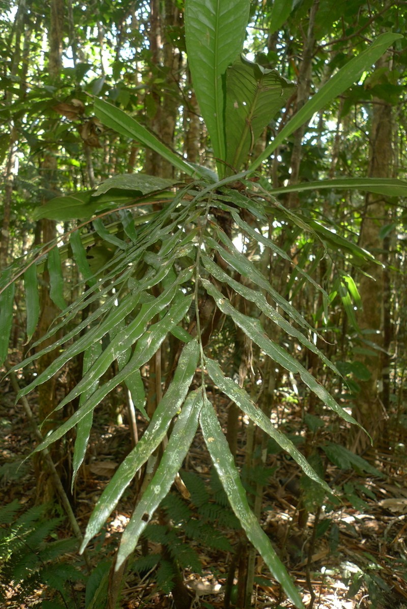 Lomariopsis novae-caledoniae photo 6