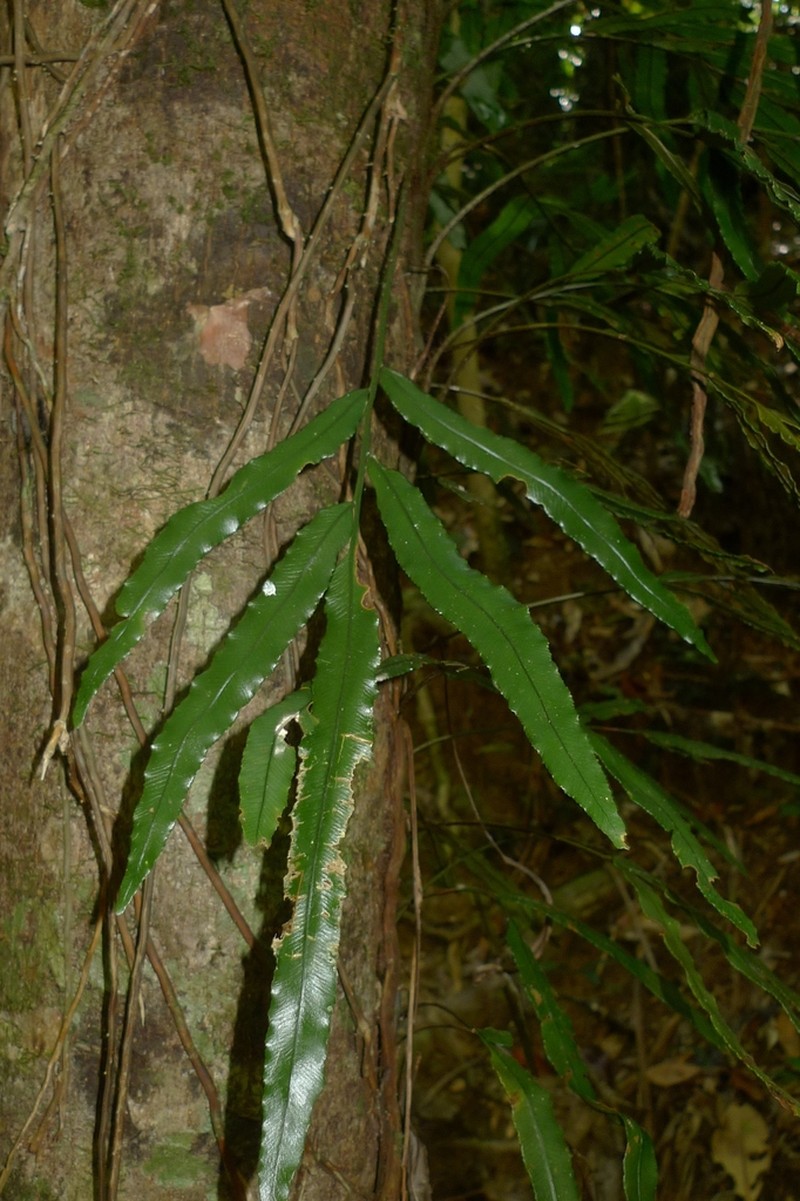 Lomariopsis novae-caledoniae photo 7