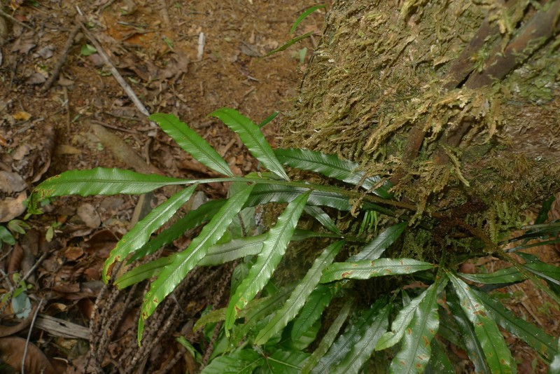 Lomariopsis novae-caledoniae photo 8