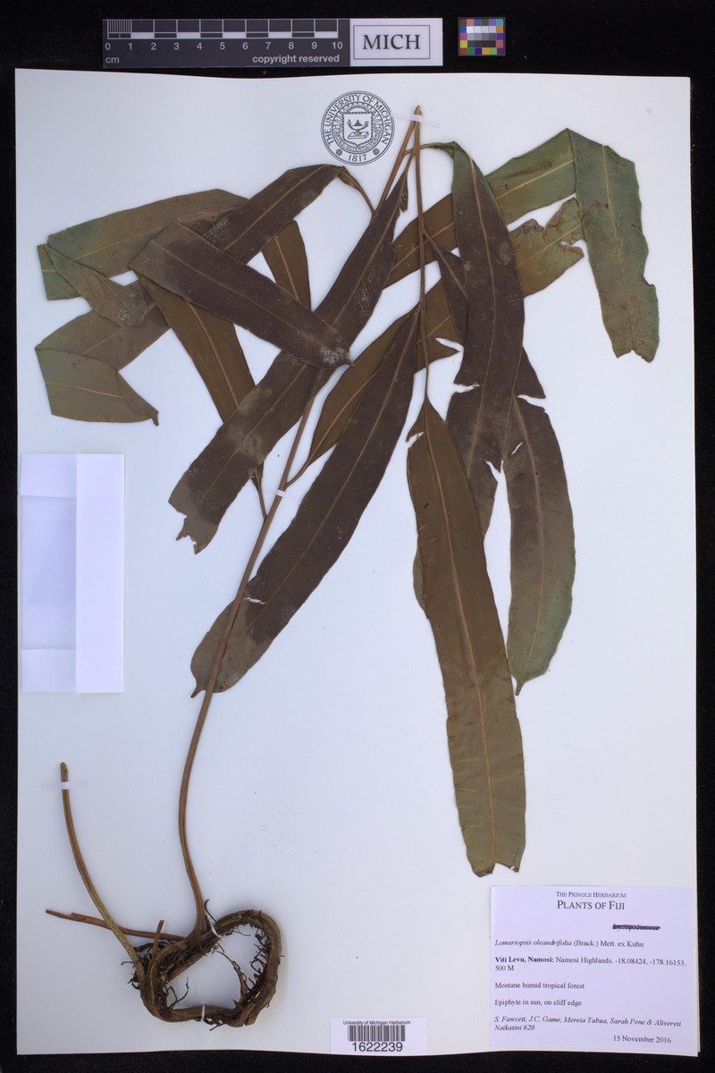 Lomariopsis oleandrifolia
