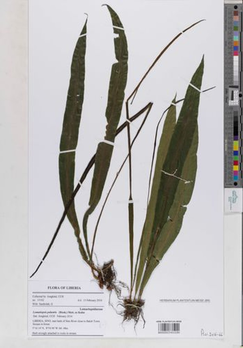 Lomariopsis palustris