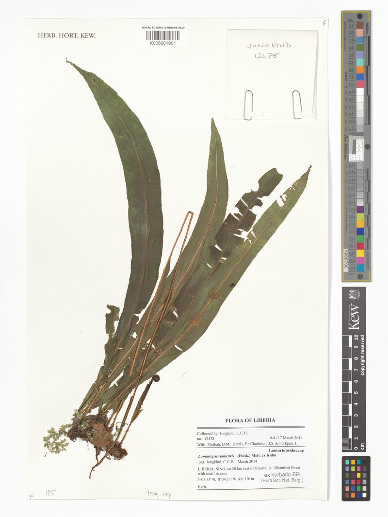 Lomariopsis palustris photo 2
