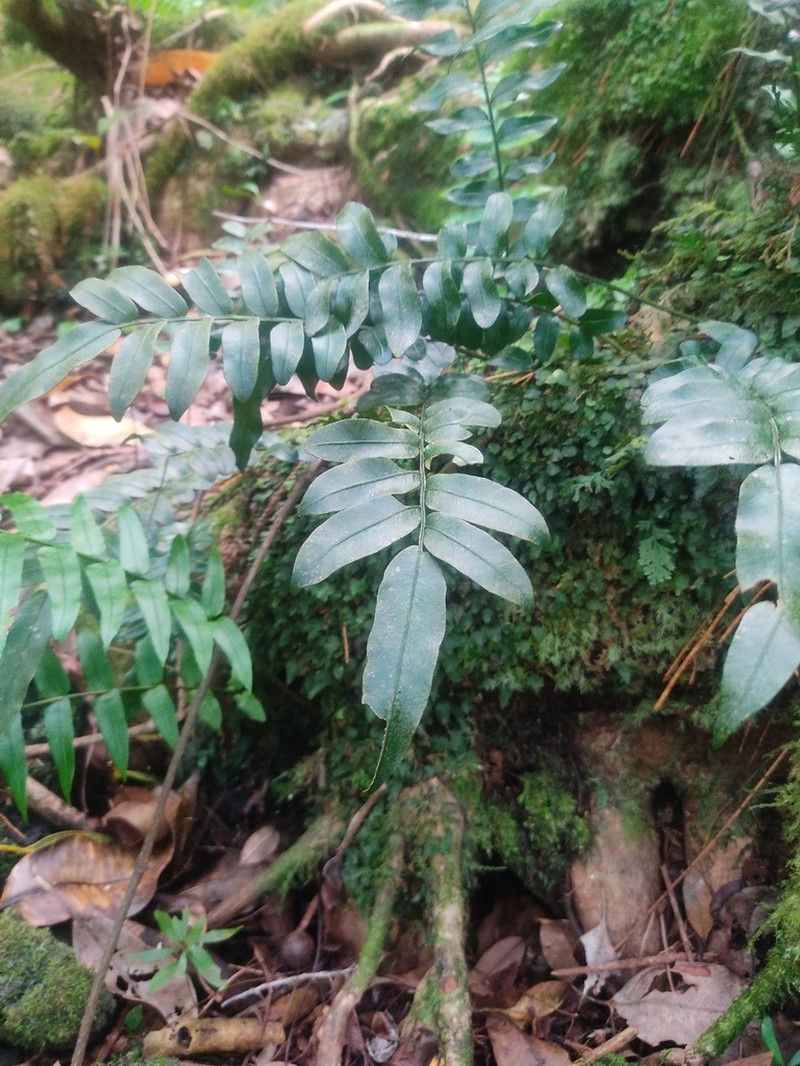 Lomariopsis pollicina