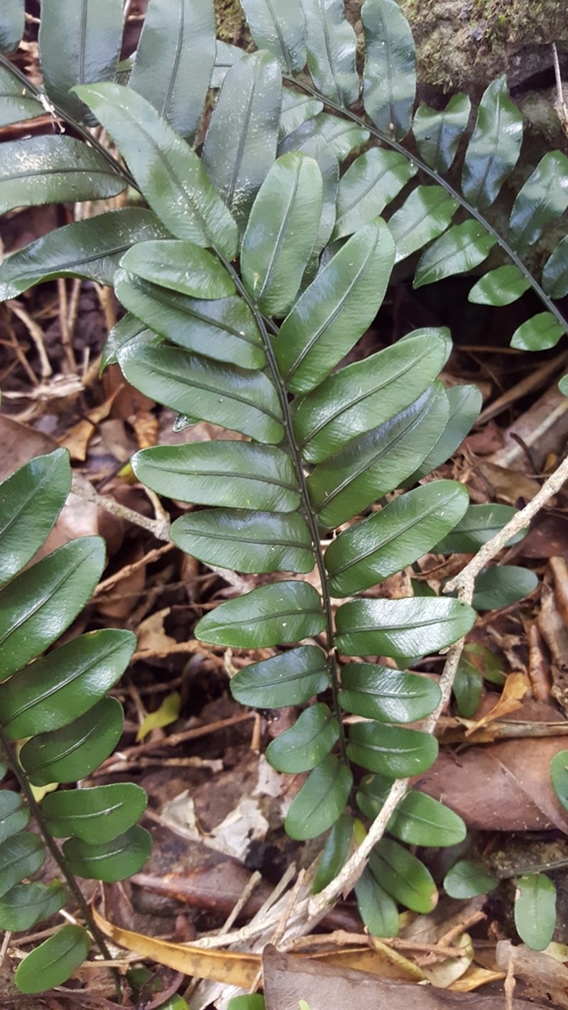 Lomariopsis pollicina photo 2
