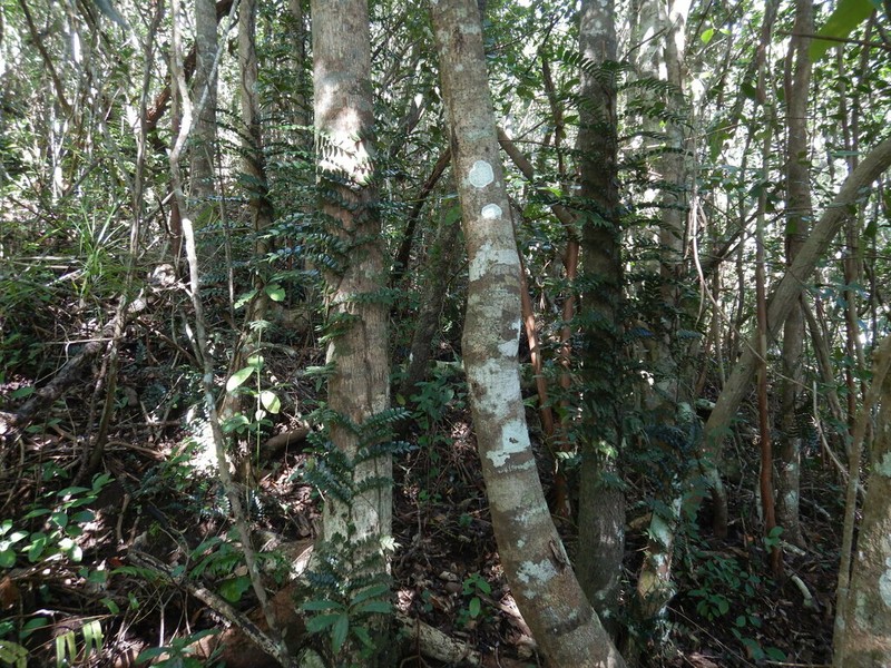 Lomariopsis pollicina photo 3
