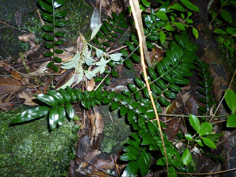 Lomariopsis pollicina photo 4