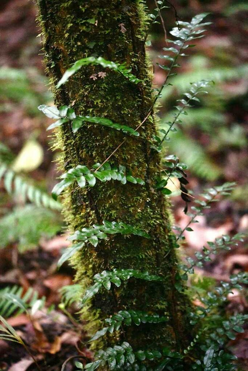 Lomariopsis pollicina photo 5