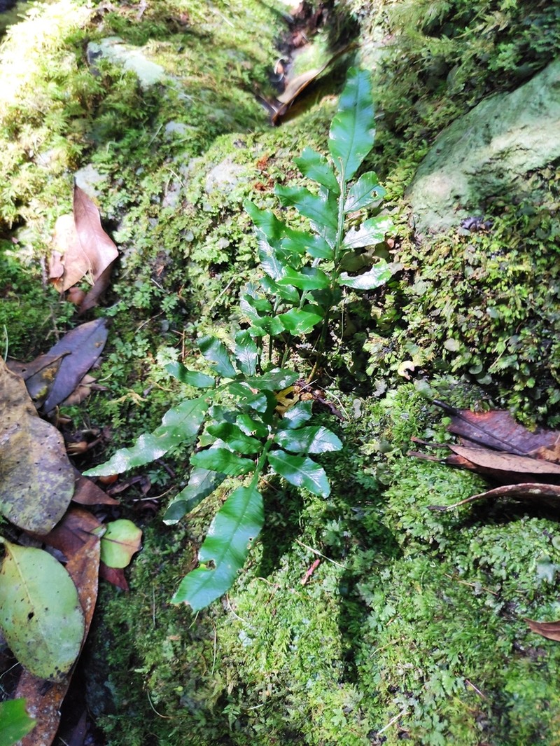 Lomariopsis pollicina photo 6