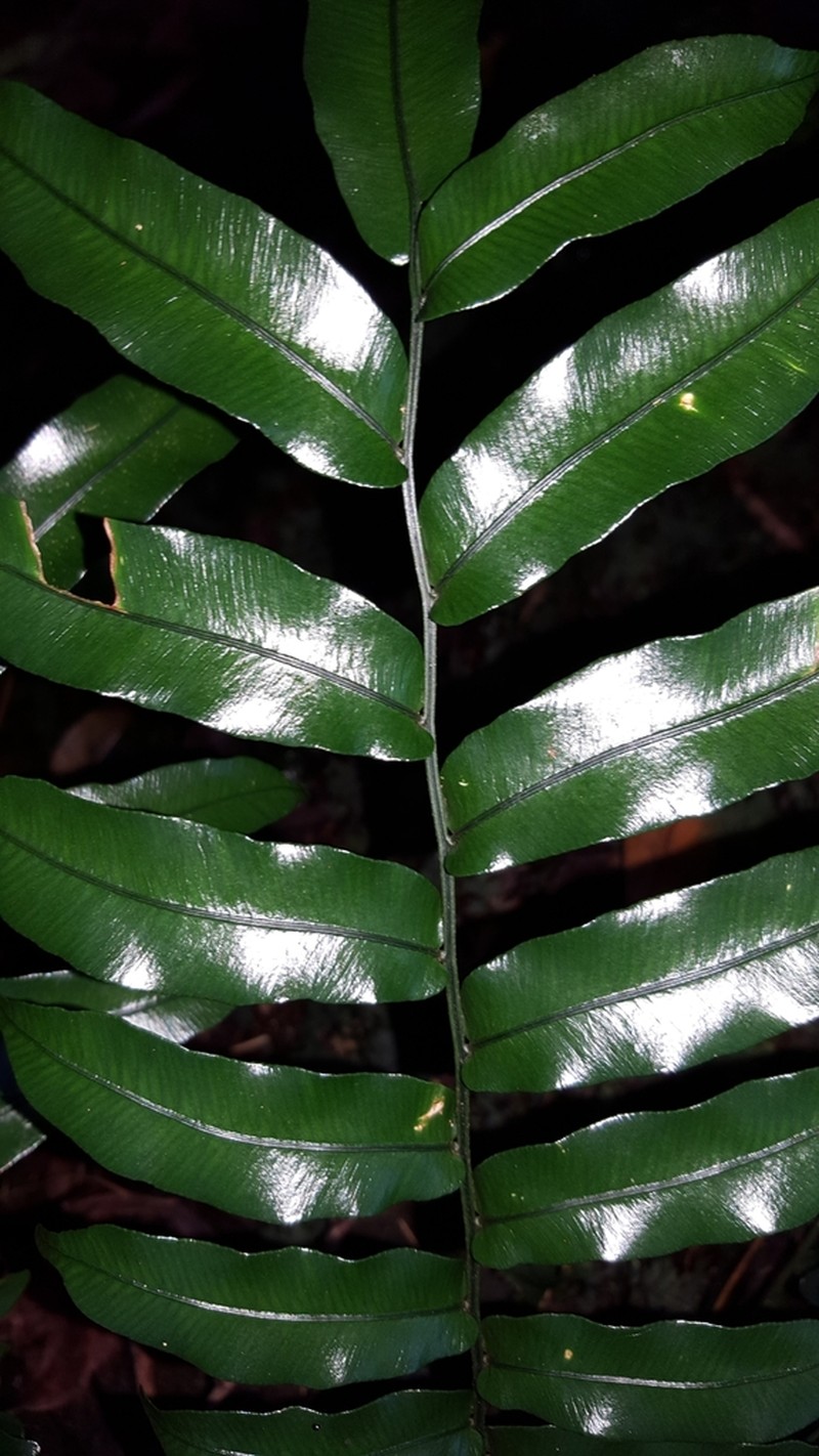 Lomariopsis pollicina photo 7