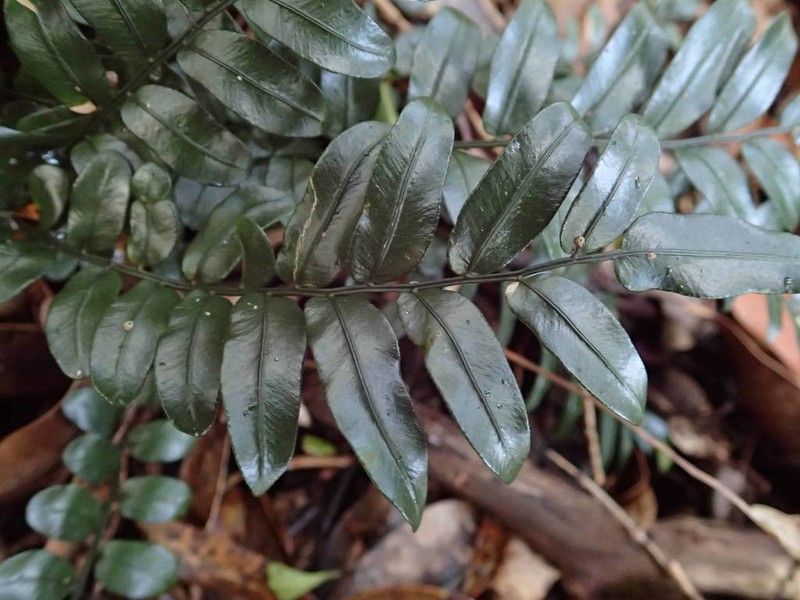 Lomariopsis pollicina photo 8