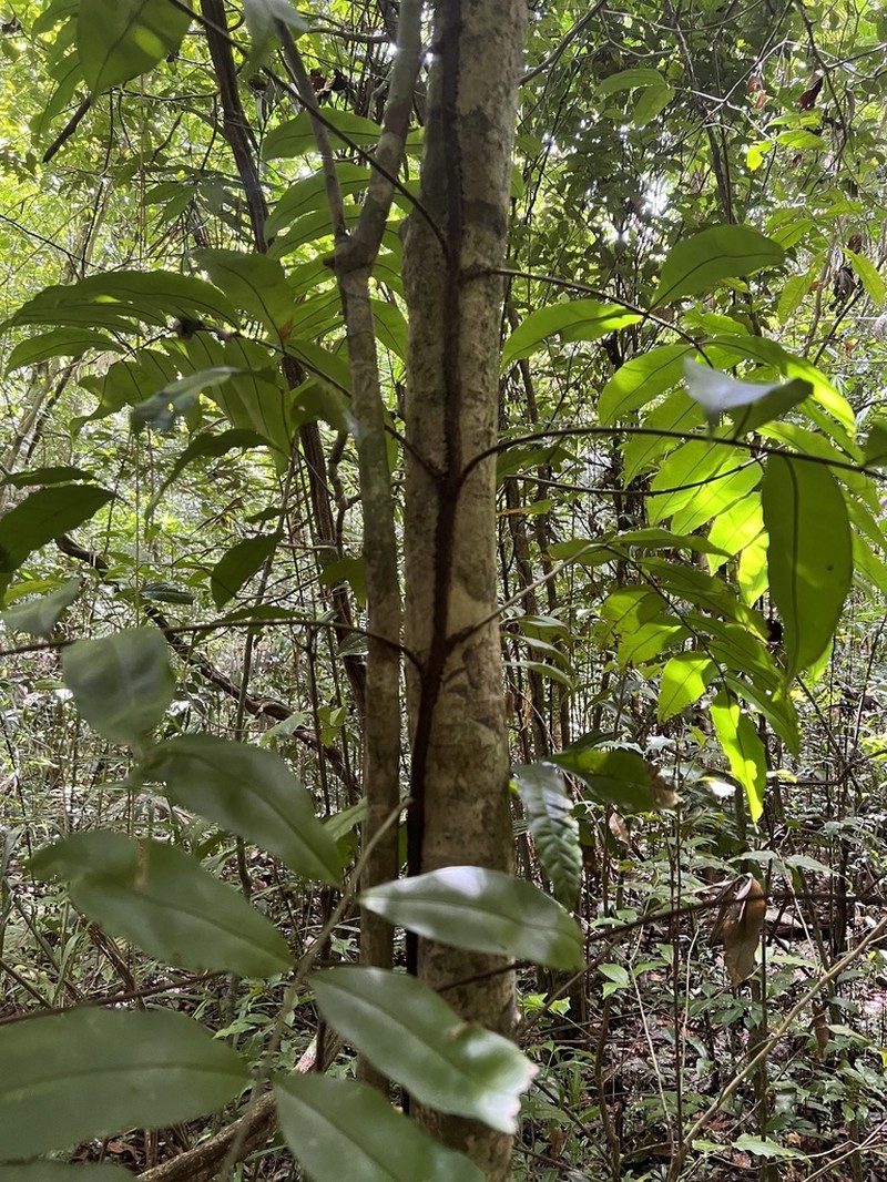 Lomariopsis prieuriana
