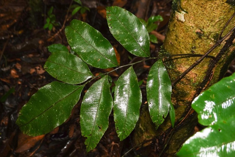 Lomariopsis prieuriana photo 2