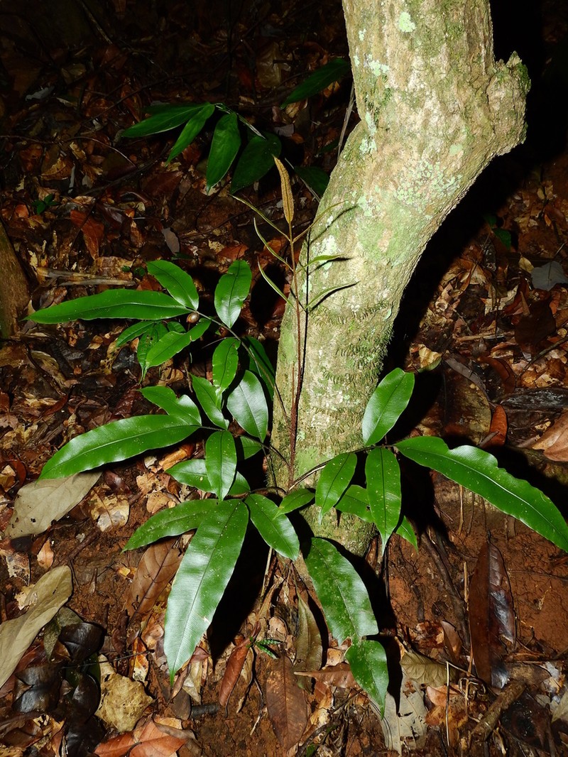 Lomariopsis prieuriana photo 3