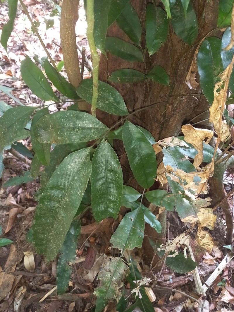 Lomariopsis prieuriana photo 4