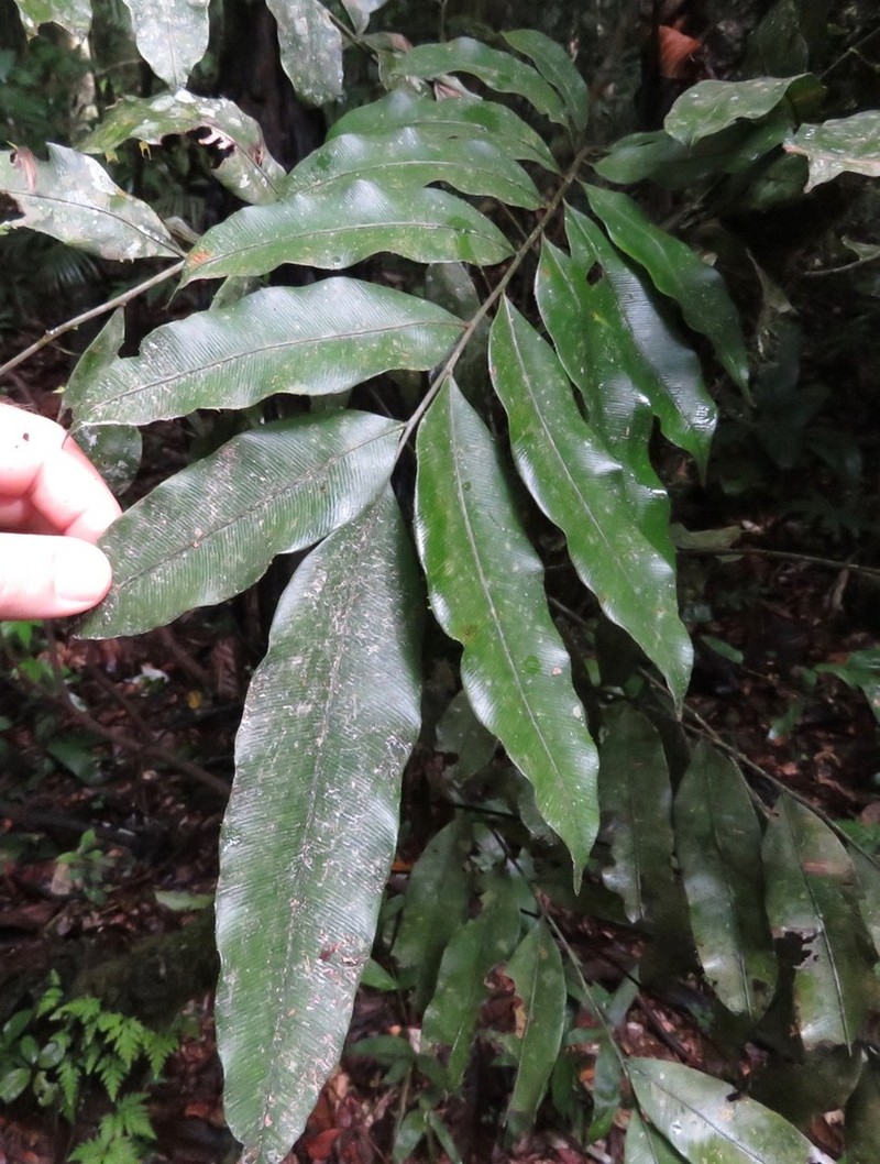 Lomariopsis prieuriana photo 5