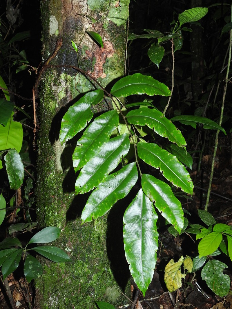 Lomariopsis prieuriana photo 6