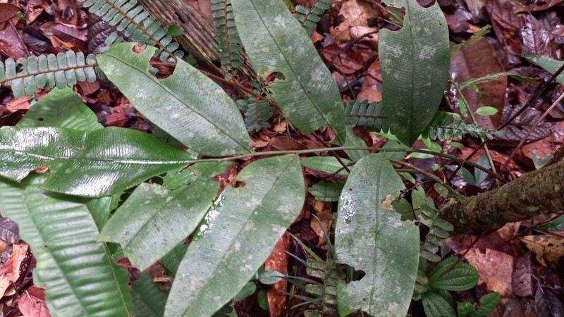 Lomariopsis prieuriana photo 7
